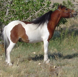 Spirit7-08stand2 web.JPG